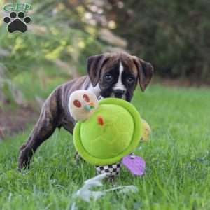 Lacy, Boxer Puppy